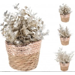 Planta Con Maceta 20 Cm